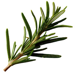 Fototapeta premium Fresh rosemary herb with vibrant green leaves, showcasing its aromatic qualities and culinary uses. This herb is often used in cooking for flavoring dishes and garnishing