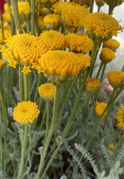  Bouquet de santoline