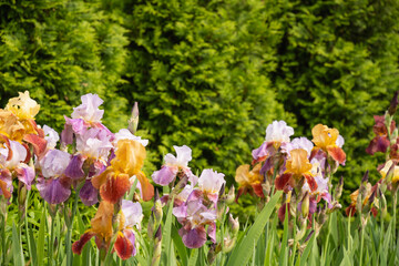 Many colorful Irises flowers of different varieties in summer garden on flower bed. Outdoors....