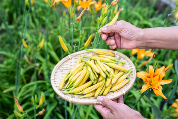 Picking fresh daylilies in summer