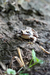 frog on a tree