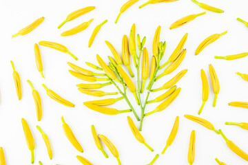 Fresh daylily on white background