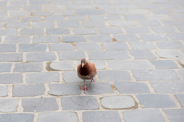 A lone brown pigeon struts confidently on a cobblestone pavement.