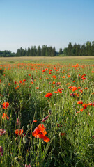 Path through a field of red poppies, wild flowers in the Latvian landscape, invites exploration, symbolizing beauty and the wonders of nature. Flourish in a scenic field under a clear blue sky.