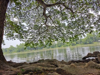 tree on the lake