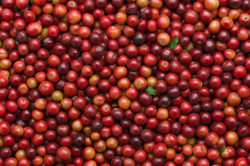 Rich cherry harvest ready for jam production in beautiful setting