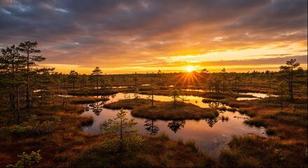 Obraz premium A stunning landscape photograph captures a serene, sun-drenched bog at sunrise. 