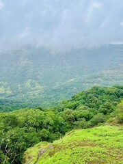 green tea plantation. Green forest and mountains. Landscape mountain.