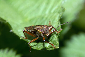 Close up of a Shield Bug Forest Insect on a leaf