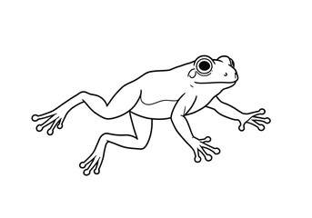 Flying frog drawing. It is a black and white outline image of a flying frog, showcasing its distinctive splayed limbs for gliding. Vector sketch line art draw.