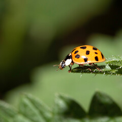 Close up of a UK British Ladybird or Ladybug Insect in the wild