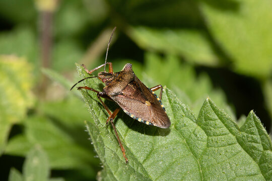 Close up of a Shield Bug Forest Insect on a leaf
