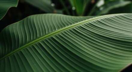 Intricate banana leaf veins creating geometric patterns in lush tropical botanical setting