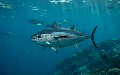 Powerful bluefin tuna gliding through crystal clear ocean waters with school companions