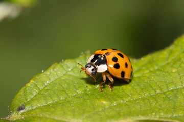 Obraz premium Close up of a UK British Ladybird or Ladybug Insect in the wild