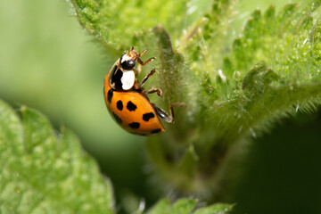 Close up of a UK British Ladybird or Ladybug Insect in the wild