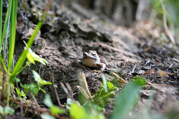 frog in the mud