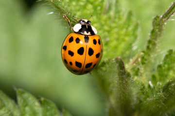 Close up of a UK British Ladybird or Ladybug Insect in the wild