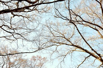 A low-angle view of bare tree branches against a pale blue sky. 