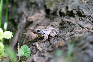 frog on the grass