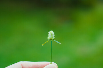 A hand gently holds a tiny Cyperus haspan, its delicate stems standing out against a softly blurred...