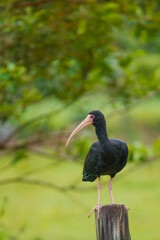 Fototapeta premium This photograph captures a Black-faced Ibis (Phimosus infuscatus) perched gracefully atop a rustic wooden fence in a green pasture. Its slender, curved beak and glossy, dark feathers are striking agai
