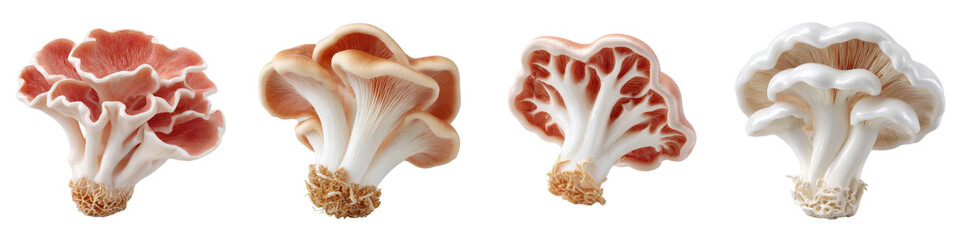 Fototapeta premium Fresh and Colorful Mushrooms on White Background for Culinary Use