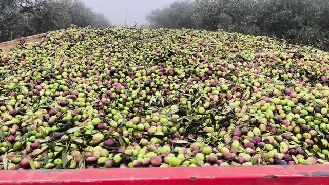 Remolque de aceitunas en olivar reci&eacute;n recogidas