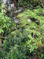  Screensaver, background with tropical plants.