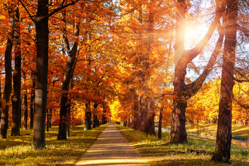 Orange color trees, green grass and red brown leaves in fall city park. Autumn trees with golden leaves and sunlight.