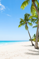 Amazing white sand beach with coconut palm trees and Caribbean sea shore on Saona island in Dominican Republic. Summer holiday beach concept.