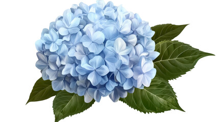 Blooming cluster of delicate blue hydrangeas surrounded by lush green leaves captured in a soft, dreamy light.