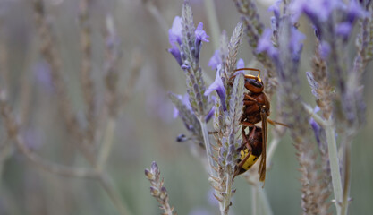 Macro close-up of a wasp on Lavandula flower spike, highlighting yellow and brown stripes.