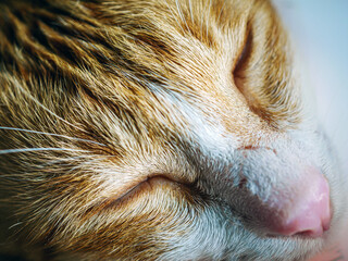 Close-up of Sick orange cat face