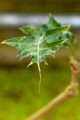 Naklejka premium Vibrant green maple leaf clings to its branch under soft sunlight in an enchanting garden setting