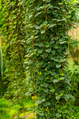 Lush green foliage carpets the garden path with cascading vines under soft afternoon light