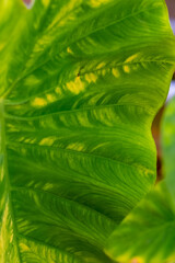 Vibrant green leaves showcasing intricate patterns in a serene indoor garden setting during daylight hours