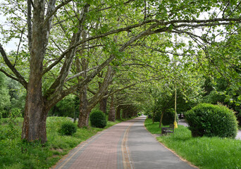 Green leaves thrive on tall trees lining a peaceful path in nature during a sunny day