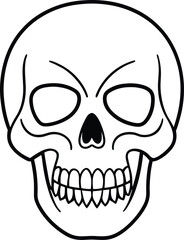 Skull Line Art – Detailed Human Skull Vector Illustration