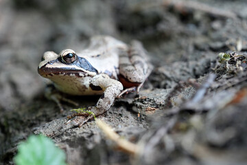 frog on the ground