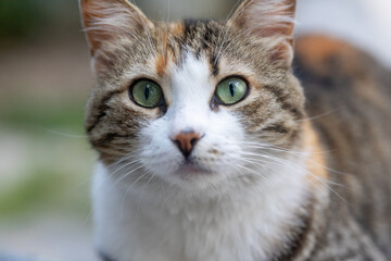 Obraz premium close up portrait of a gray fat cat