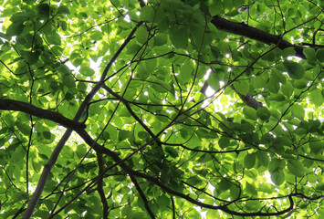 Tree branches with fresh green leaves in early summer forest. Beautiful young foliage backlit by the sunlight background.