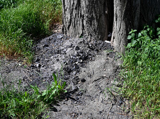 Ground covered with ash and debris at the base of a tree in a grassy area during daylight hours