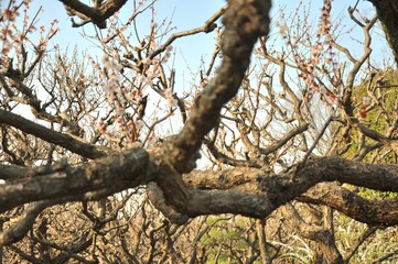 A close-up view of gnarled sakura tree branches, with small pink blossoms emerging