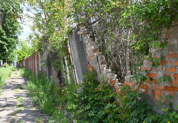 Overgrown path next to crumbling brick wall with vibrant greenery and visible erosion in a quiet...