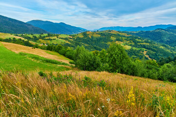 Fototapeta premium Wildflower Meadow Mountain Landscape View