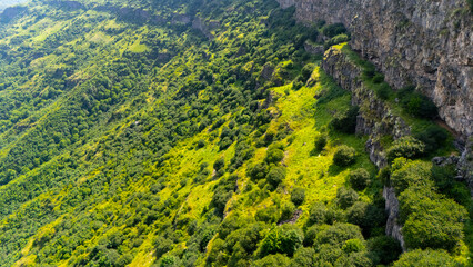 Aerial view of the dense greenery of the fores 