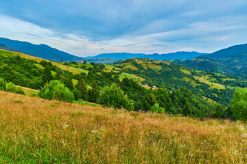 Wildflower Meadow Mountain Landscape View