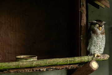 Owl Perched in Natural Habitat. An owl resting on a wooden perch in a natural setting. Ideal for nature or wildlife-related designs.