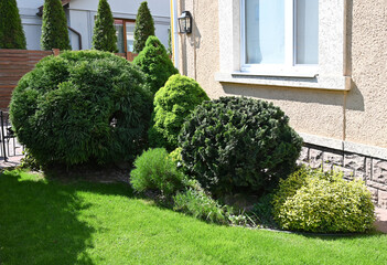 Lush greenery in a residential garden showcasing neatly trimmed shrubs and vibrant landscaping elements